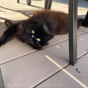 Meet your Posher, Lee